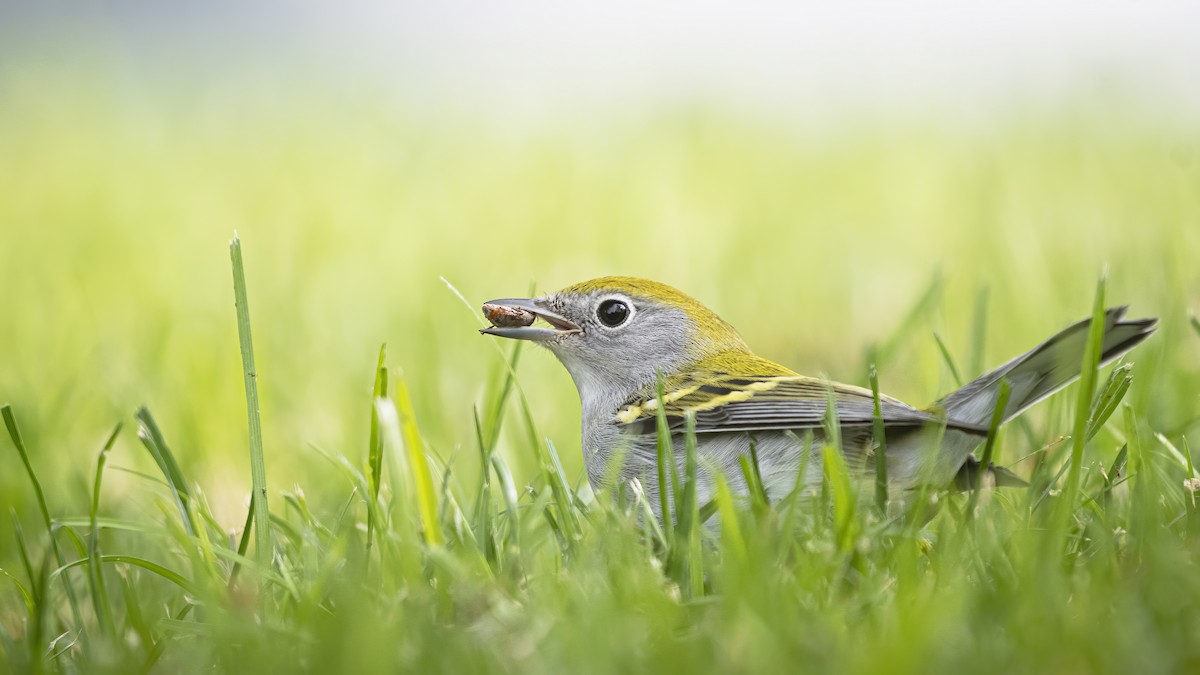 Chestnut-sided Warbler - ML261974061