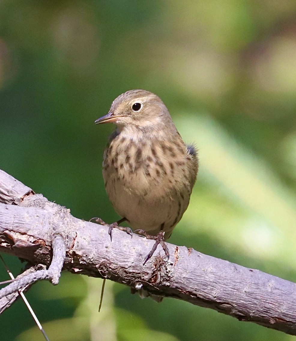 American Pipit - maxine reid