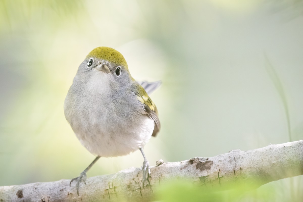 Chestnut-sided Warbler - ML261974401