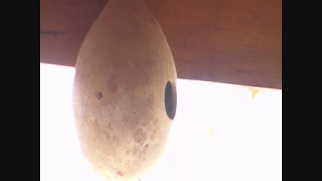 House Wren (Southern) - ML261976751