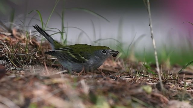 Gelbscheitel-Waldsänger - ML261977371