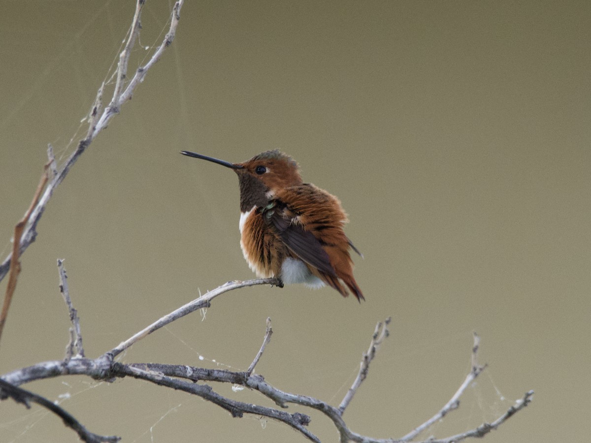 Allen's Hummingbird - ML261978381