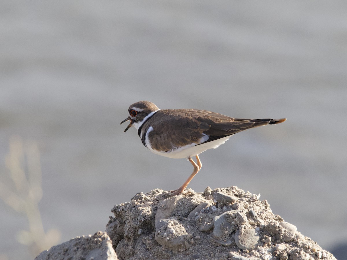 Killdeer - ML261978491