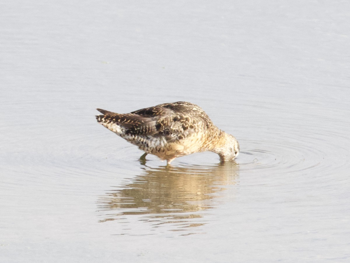 Short-billed/Long-billed Dowitcher - ML261978571