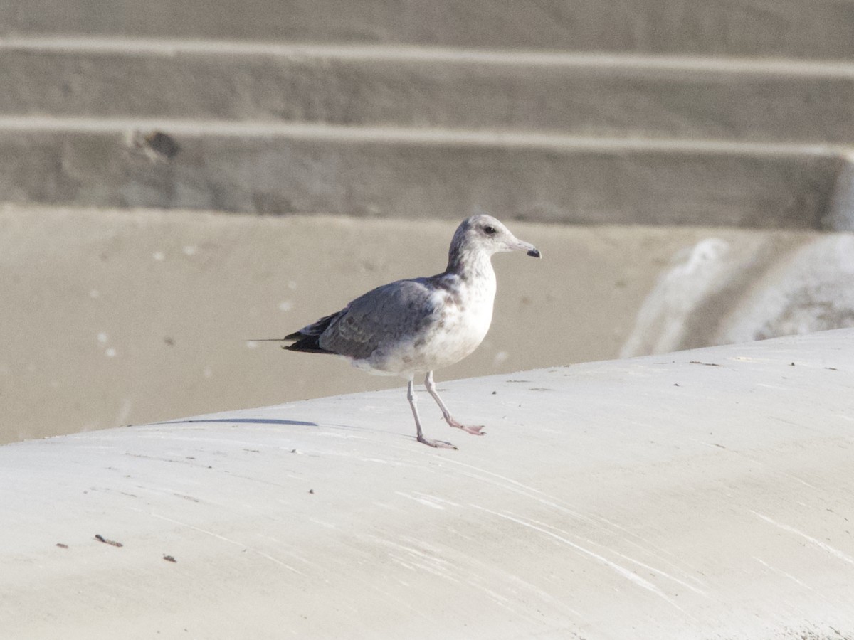 California Gull - ML261978641