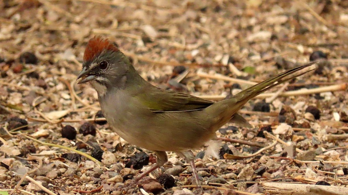 Green-tailed Towhee - Melissa Williams