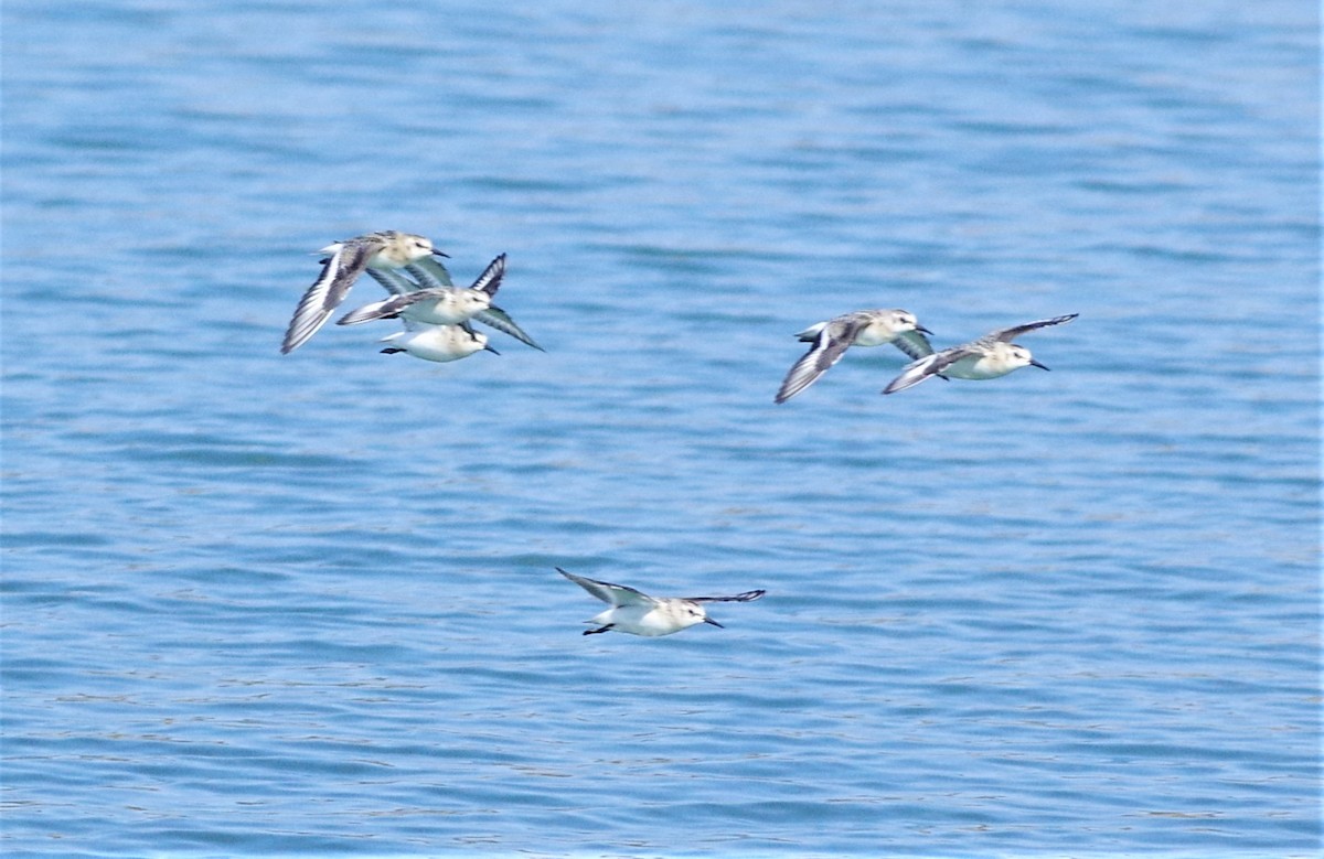 Bécasseau sanderling - ML261981311