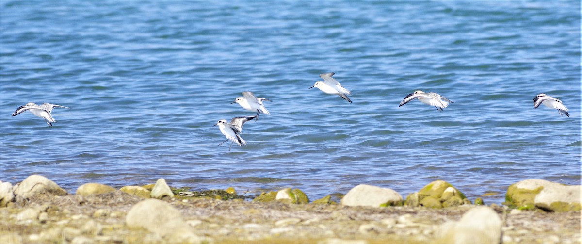 Bécasseau sanderling - ML261981401