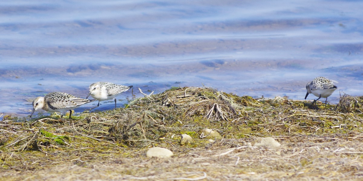 Bécasseau sanderling - ML261981411