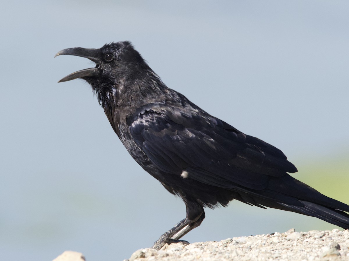 Common Raven - ML261981701