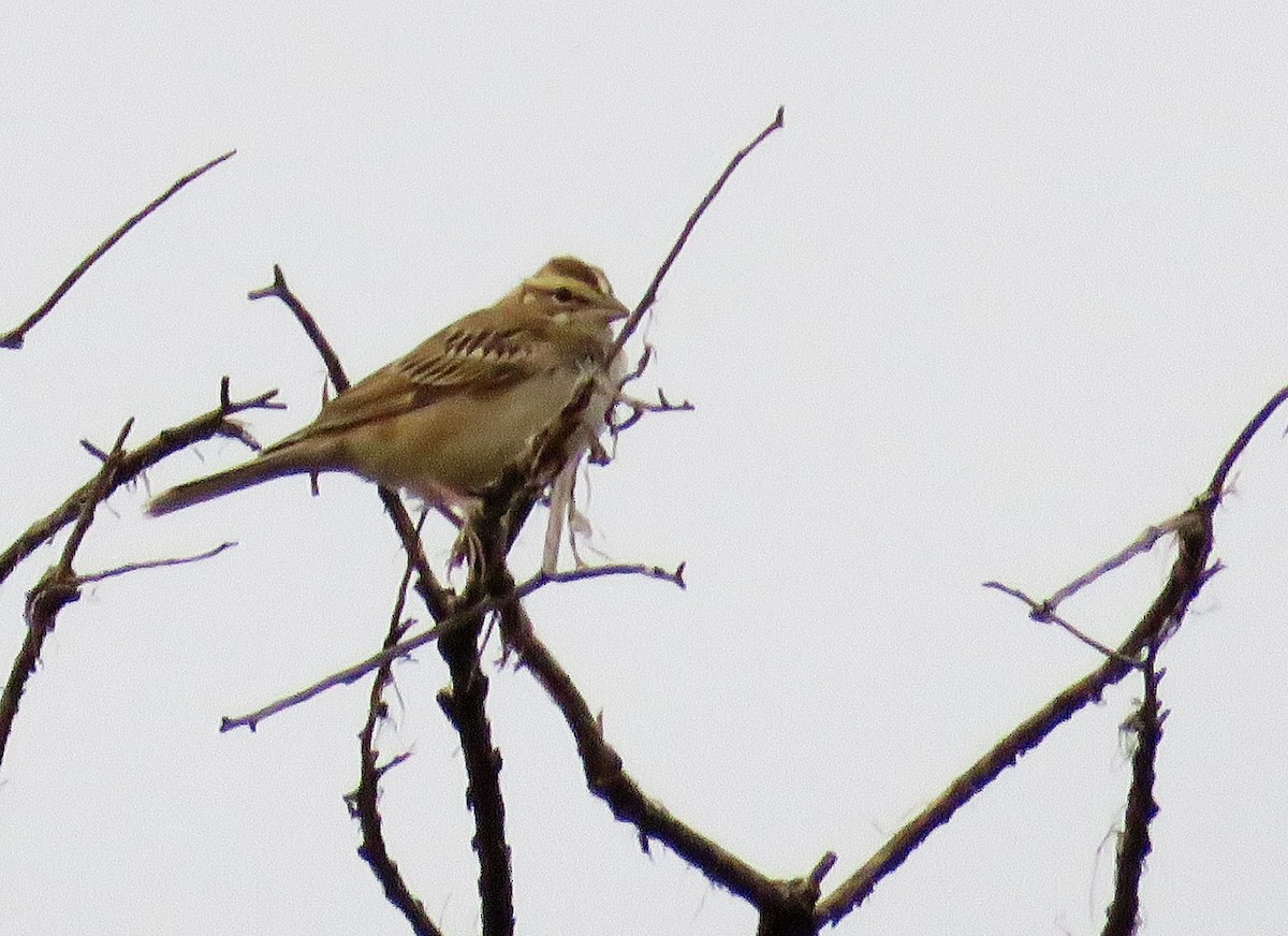 Lark Sparrow - ML261983611