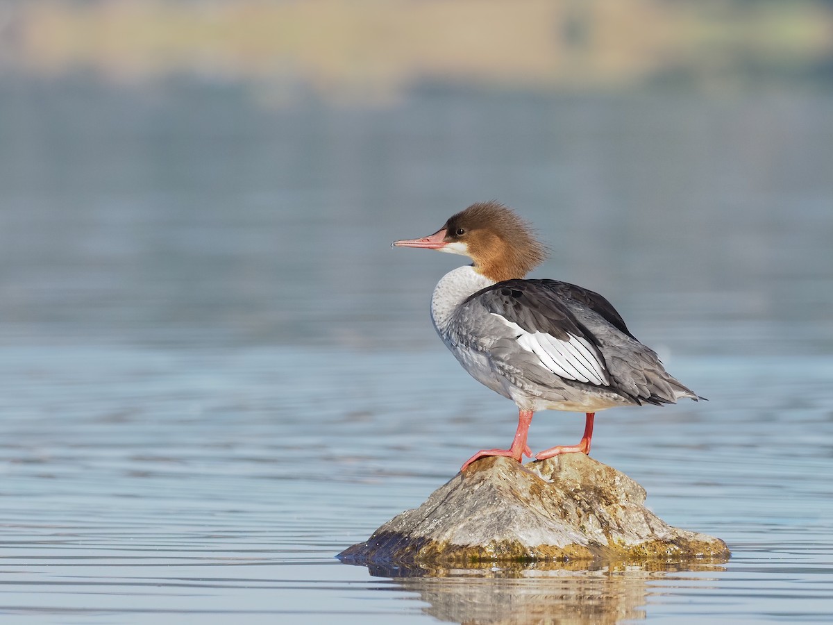 Common Merganser - ML261984571