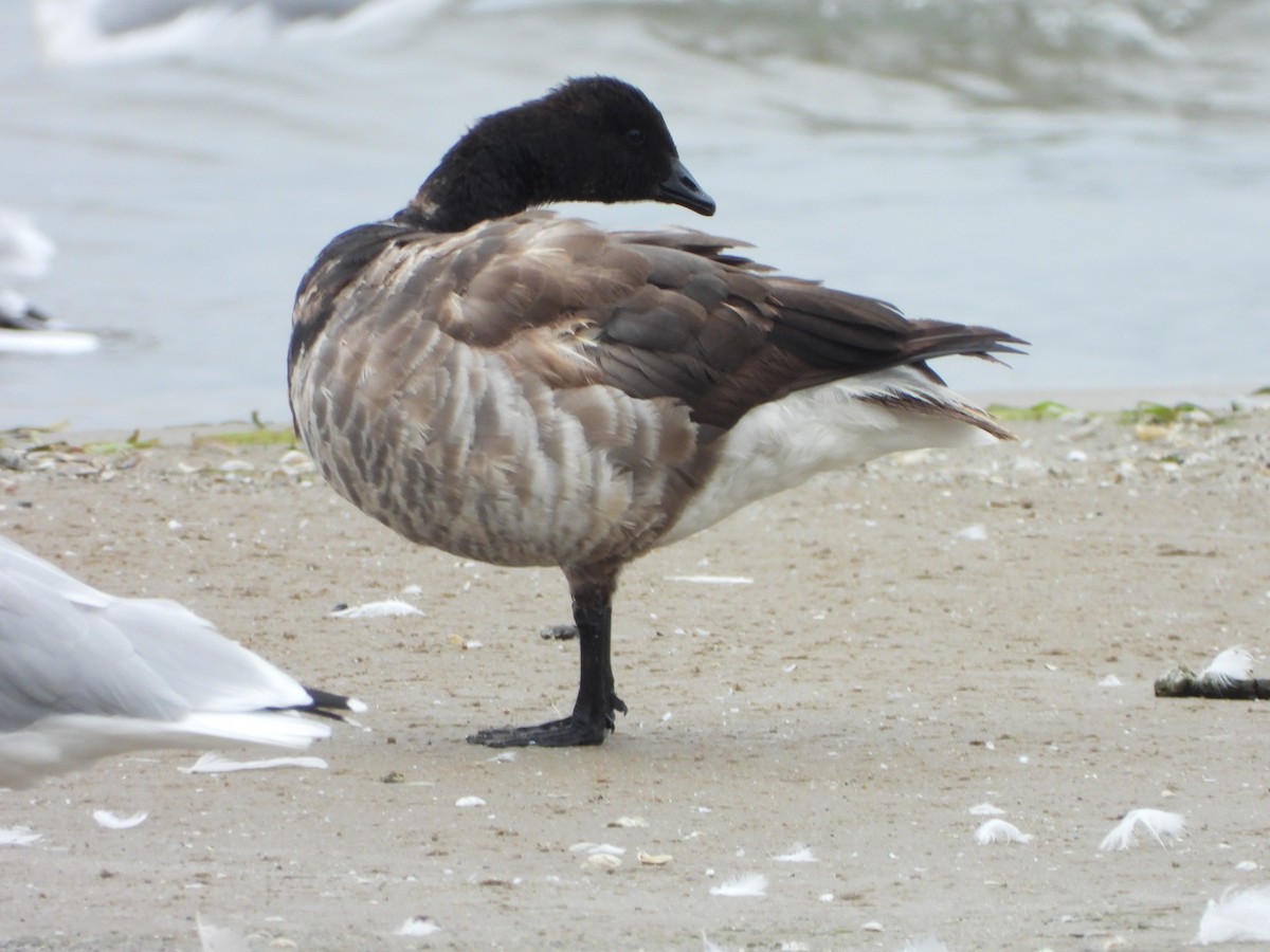 Brant - Marcie  Jacklin