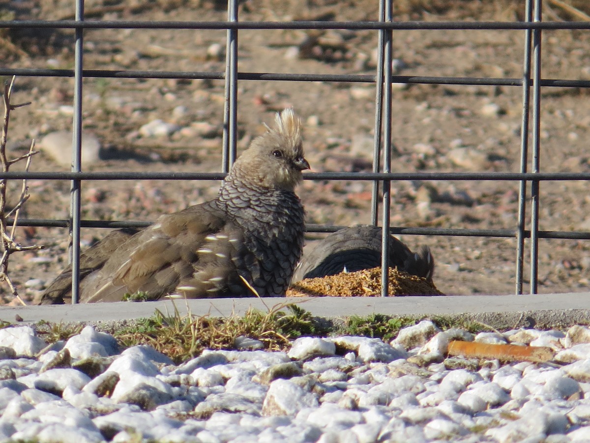 Scaled Quail - ML261986961