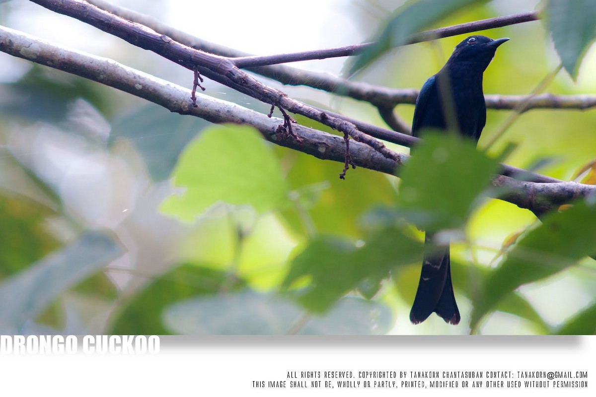 Square-tailed Drongo-Cuckoo - ML261986991