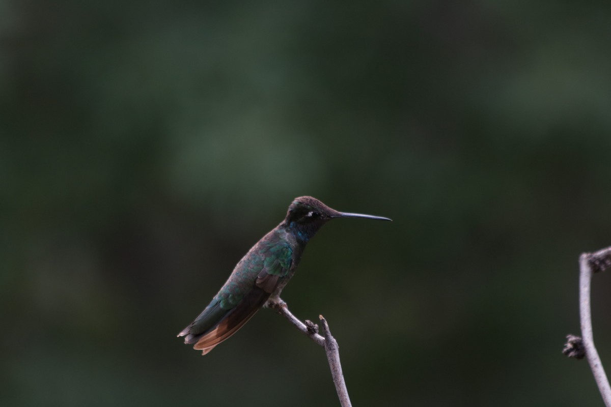 Colibrí Magnífico - ML261990201