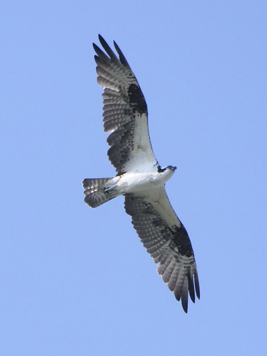 Osprey - Jeff Osborne