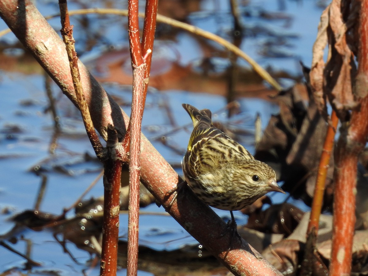 Pine Siskin - ML26199031