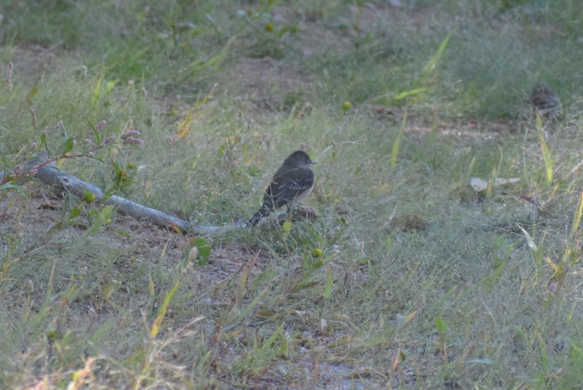 phoebe sp. - ML261991061