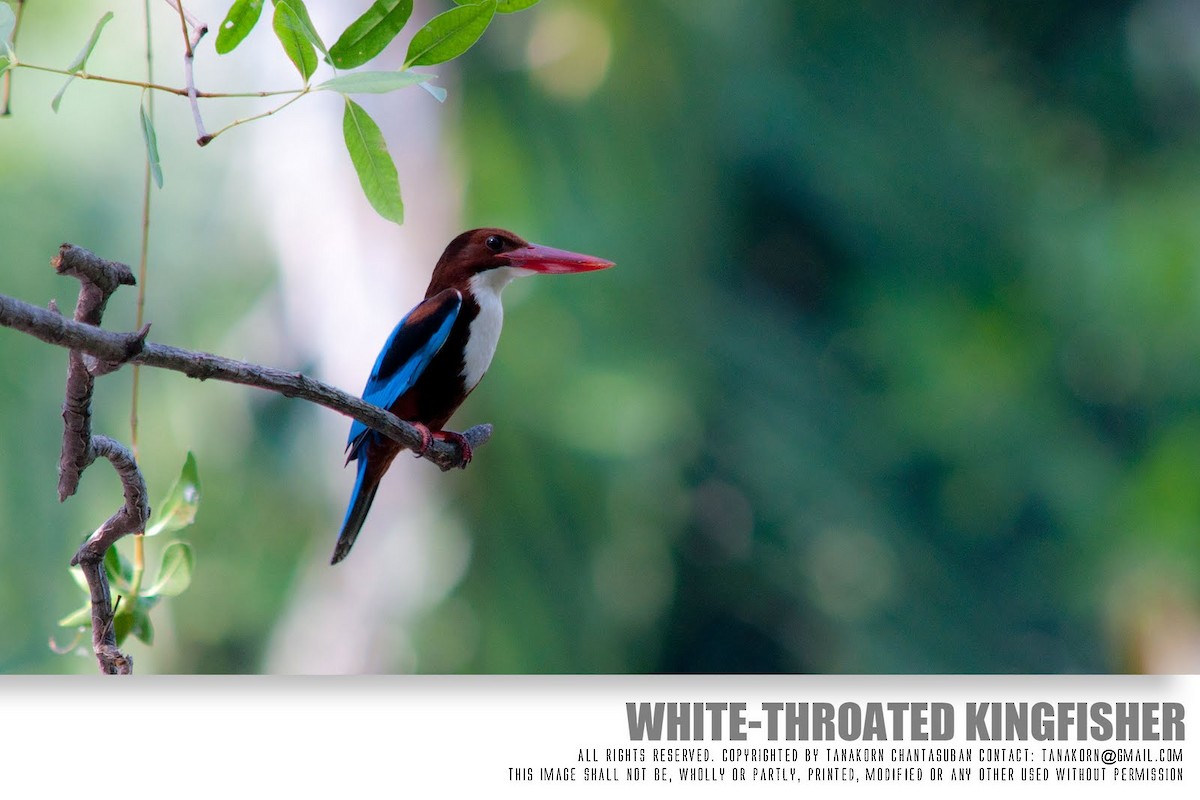 White-throated Kingfisher - Tanakorn Chantasuban