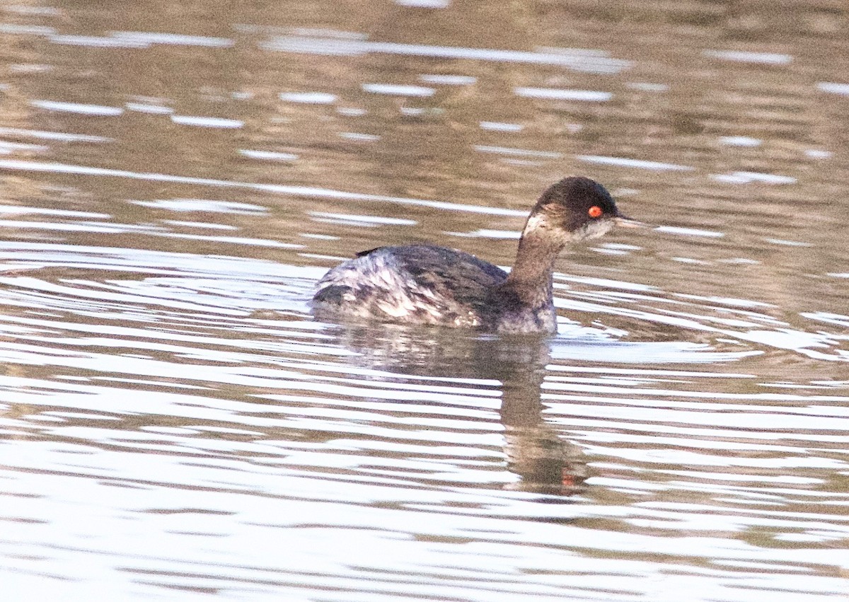 Eared Grebe - ML26199321