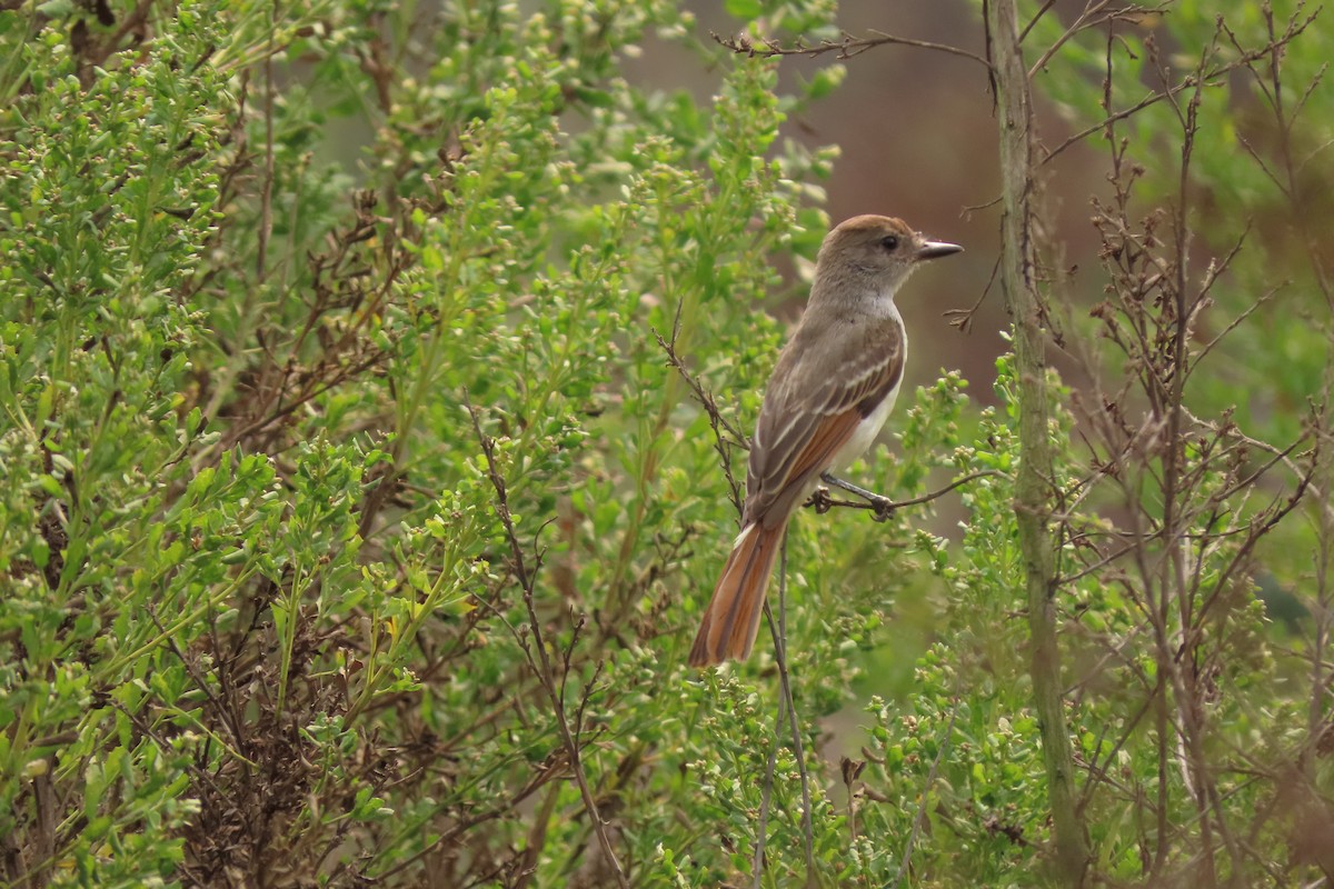 Ash-throated Flycatcher - Rita Phillips