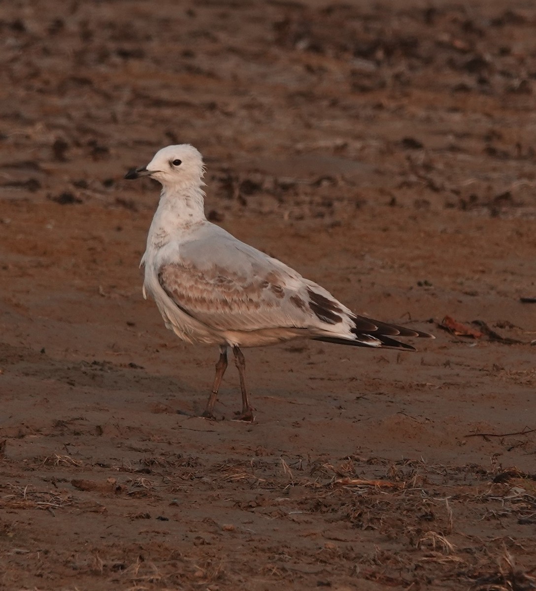 Relict Gull - ML261993571