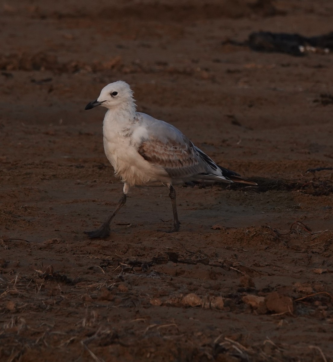 Relict Gull - ML261993581