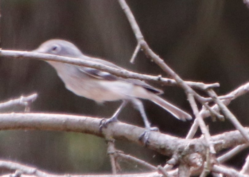 Cassin's/Plumbeous Vireo - ML261994191