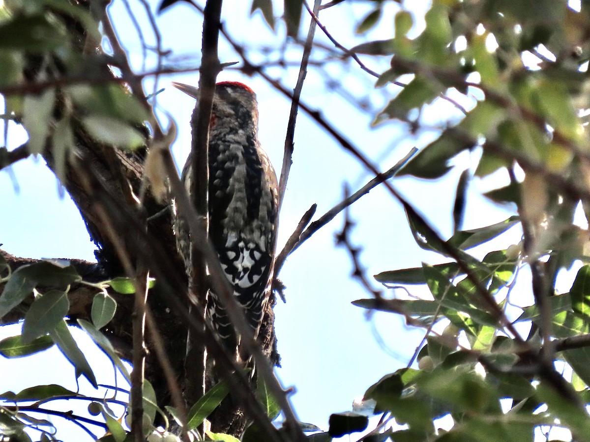 Red-naped Sapsucker - ML261996011