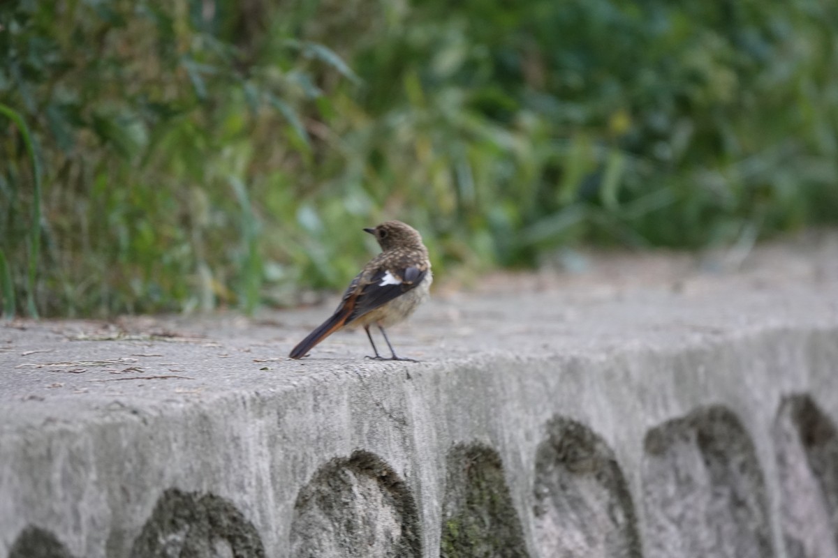 Daurian Redstart - ML261997051