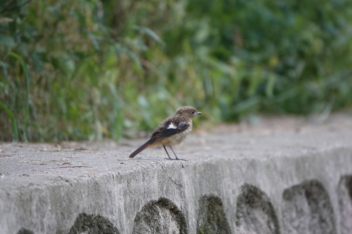 Daurian Redstart - ML261997061