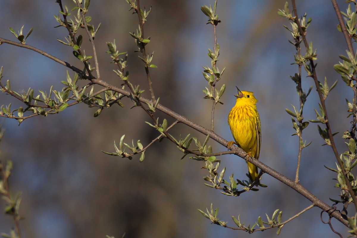 Yellow Warbler - Kyle Jones