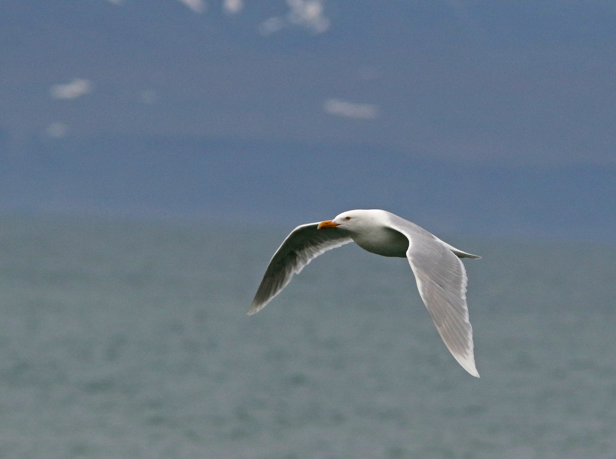 Glaucous Gull - ML26199791