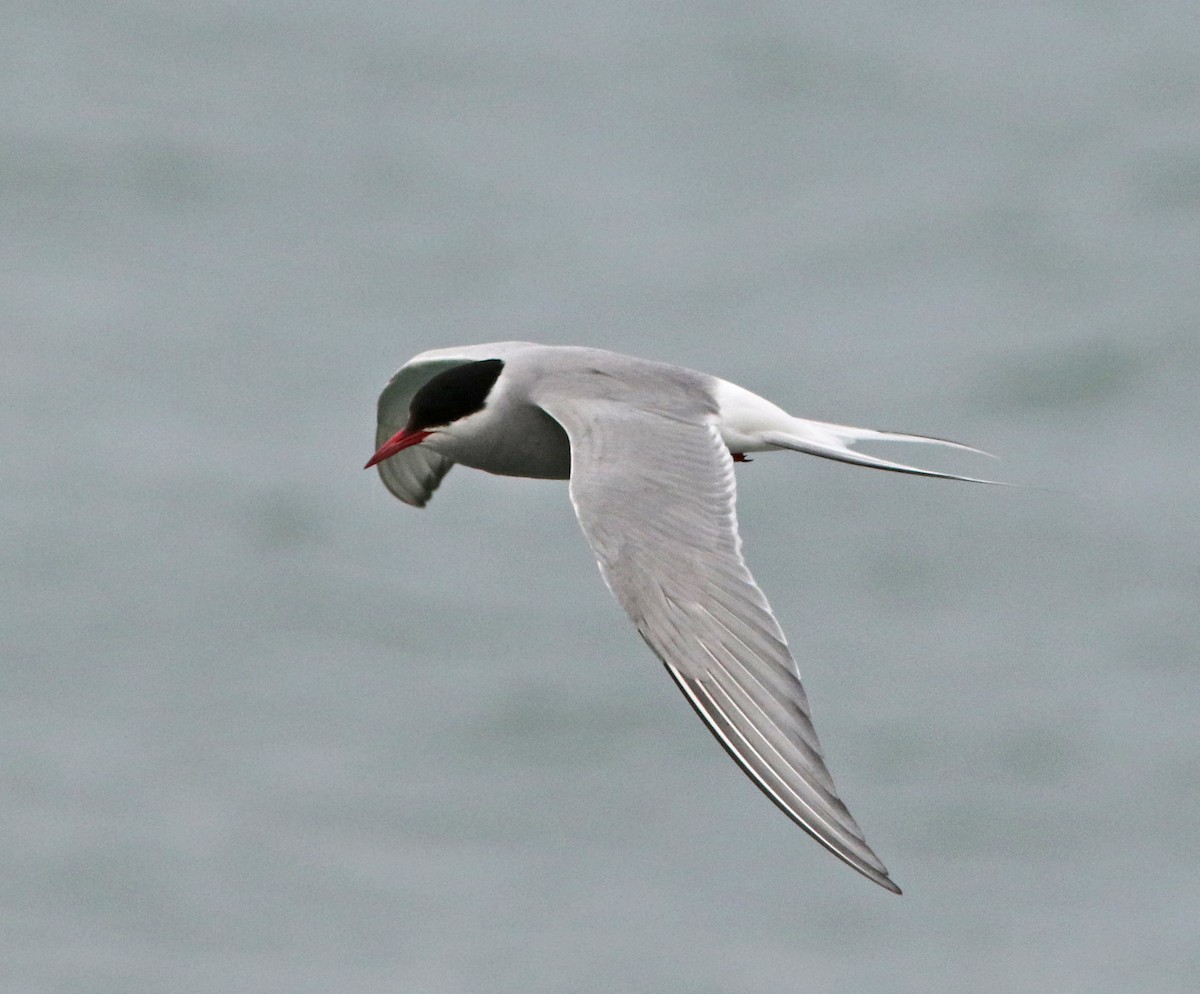 Arctic Tern - ML26199931