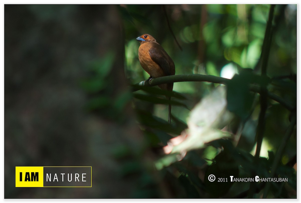 Cinnamon-rumped Trogon - Tanakorn Chantasuban