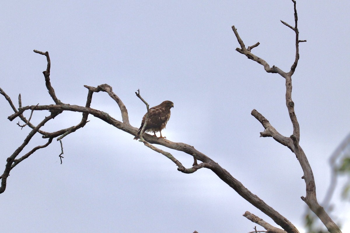 Broad-winged Hawk - ML261999351