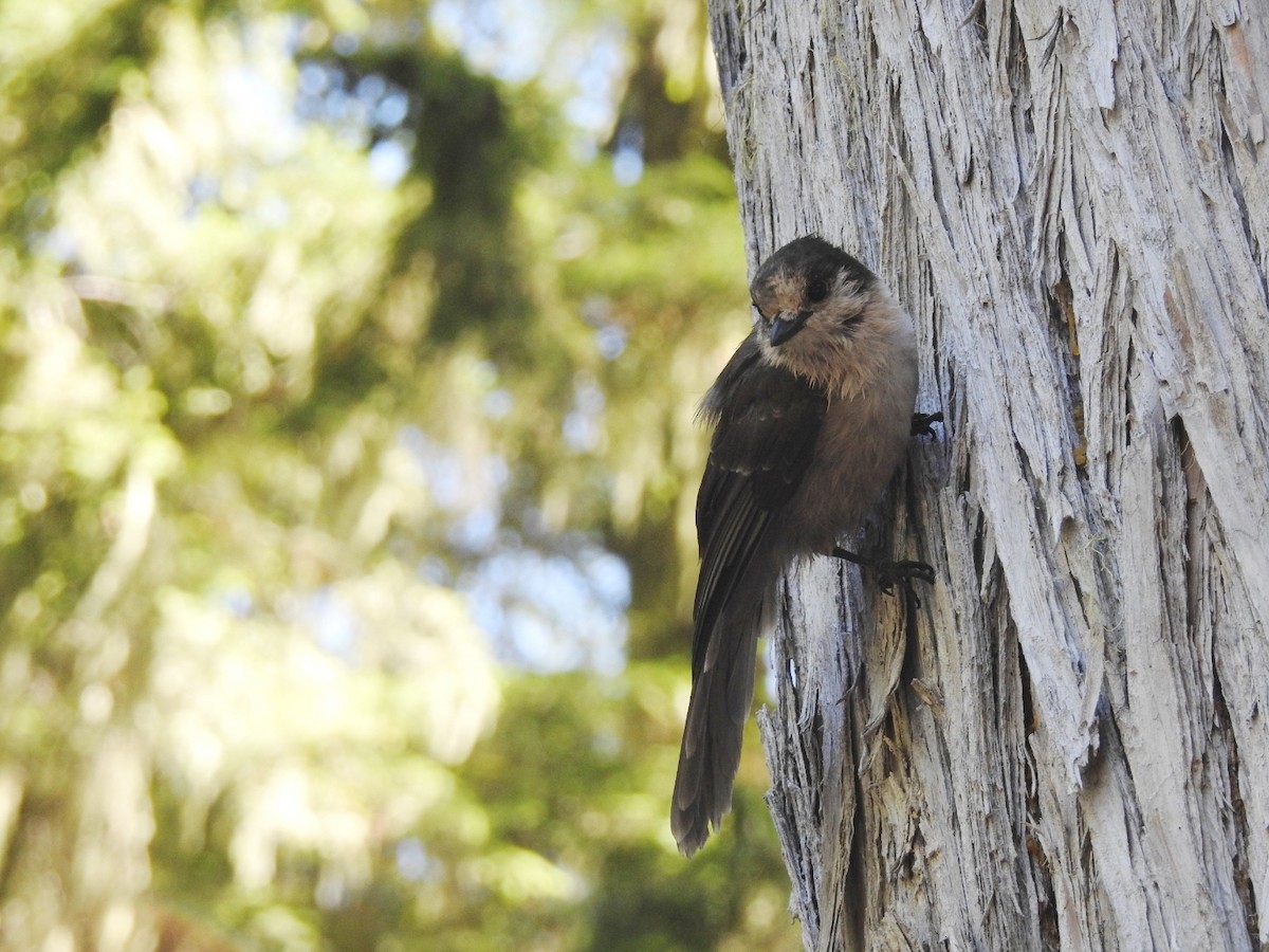 Canada Jay - ML262001371