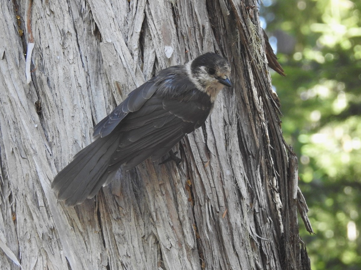 Canada Jay - ML262001381