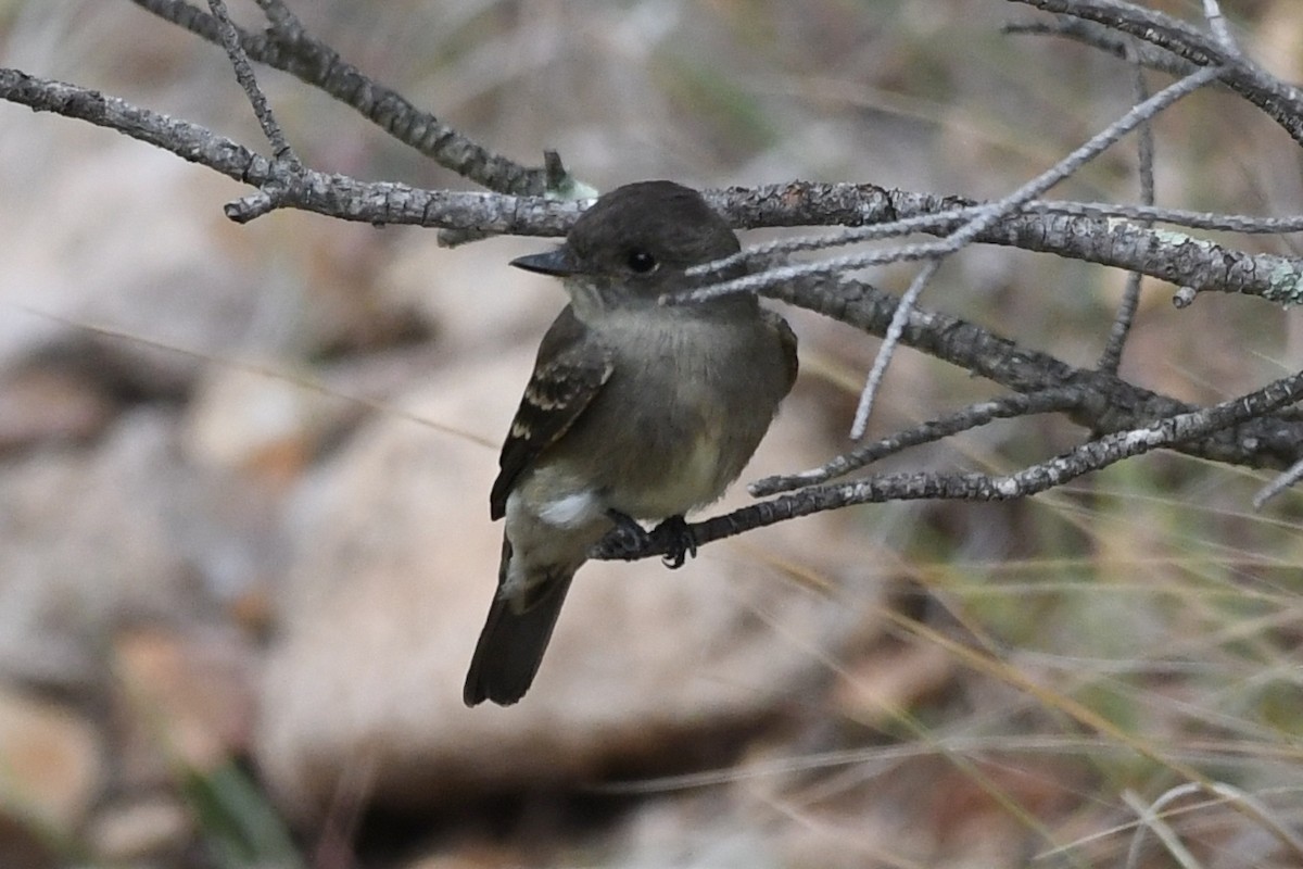 Western Wood-Pewee - ML262002071