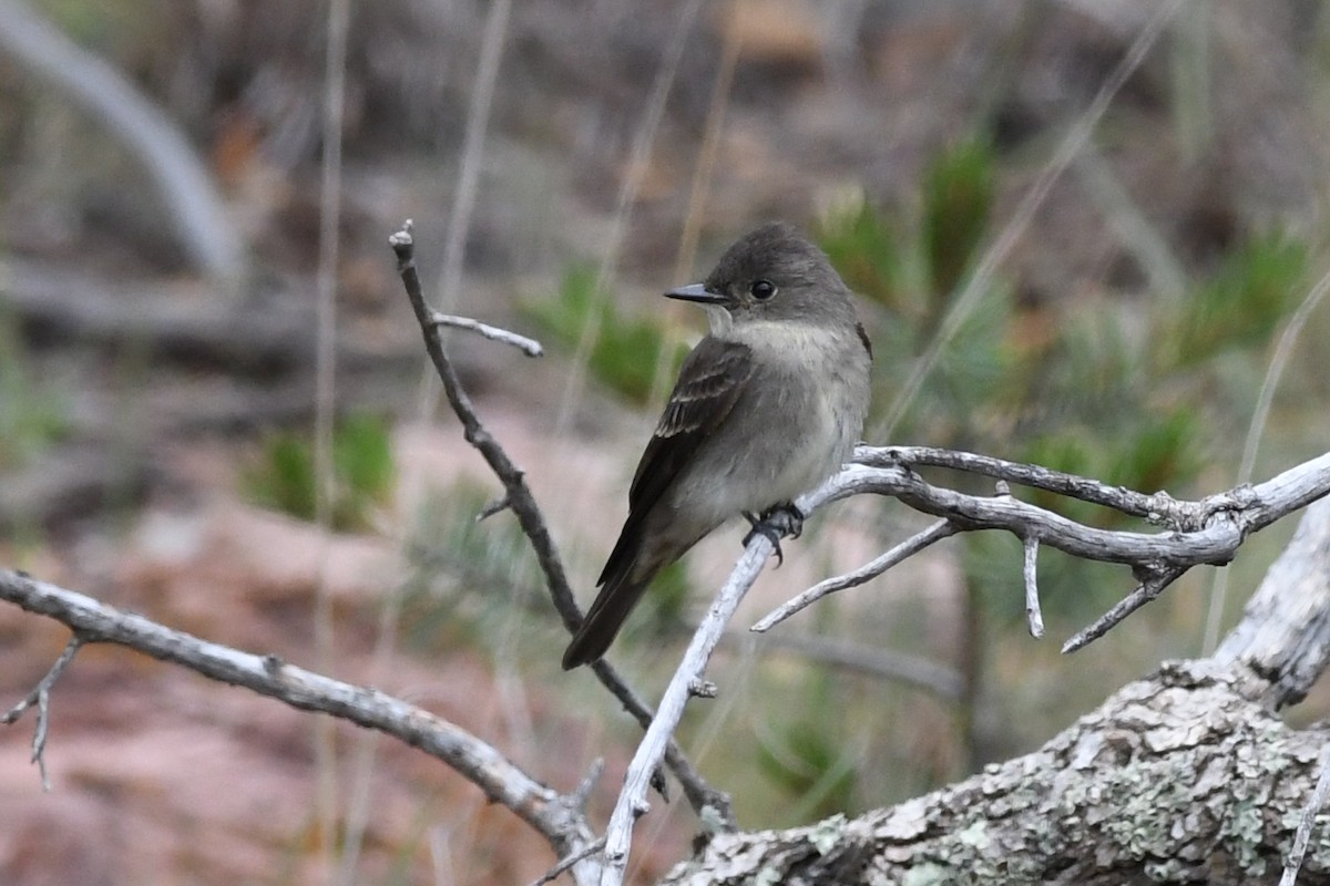 Western Wood-Pewee - ML262002081