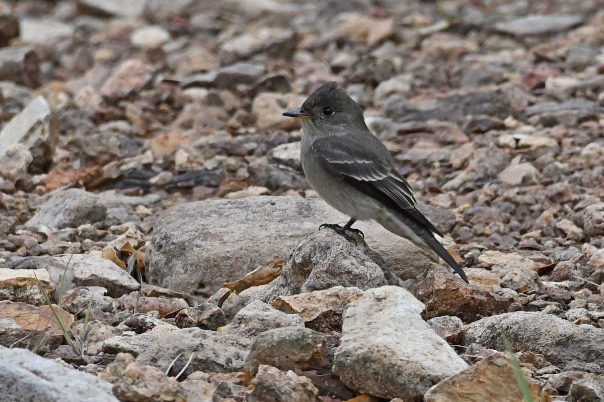 Western Wood-Pewee - ML262002091