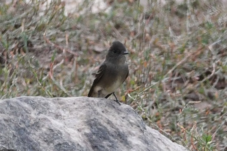 Western Wood-Pewee - ML262002131