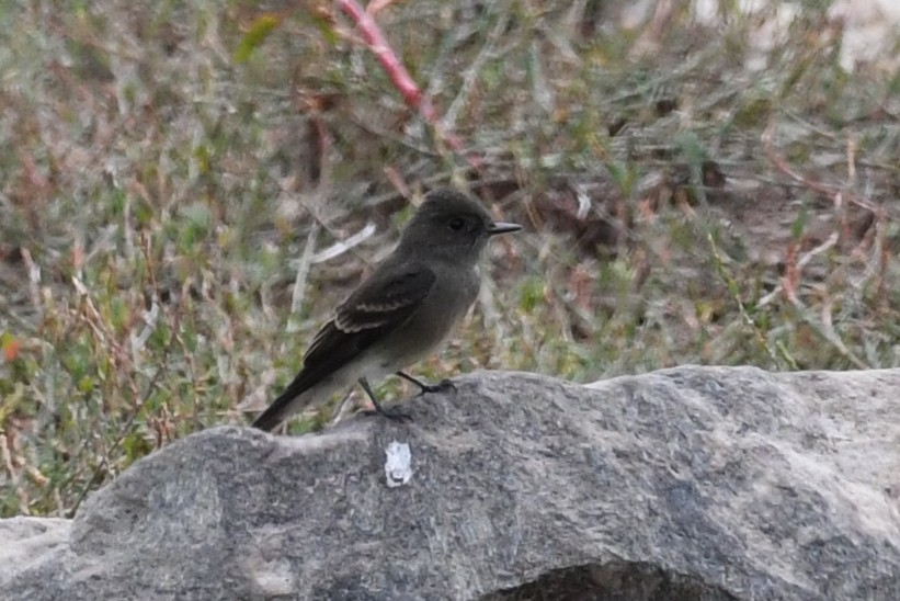 Western Wood-Pewee - ML262002141