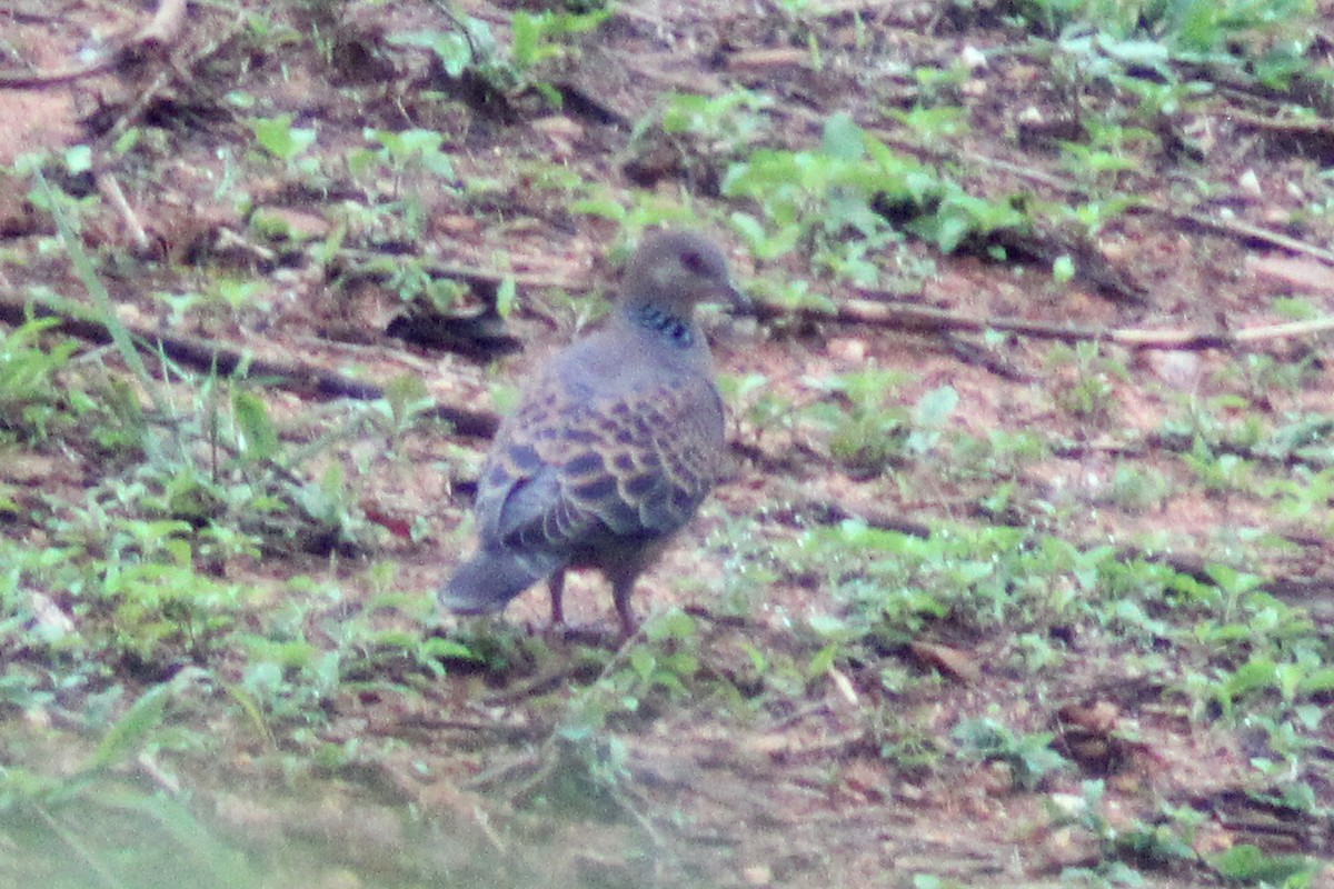 Oriental Turtle-Dove - Naret Kunthawong