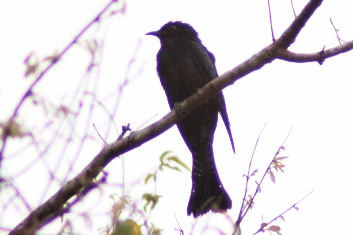 Square-tailed Drongo-Cuckoo - ML262004101