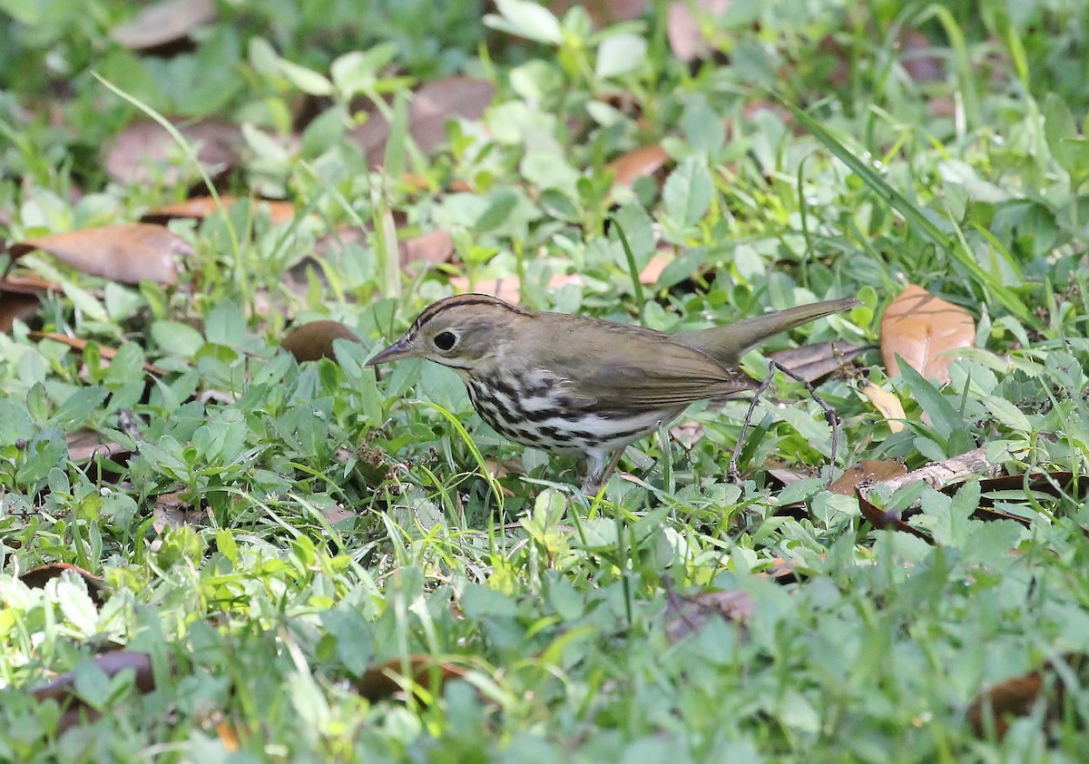Ovenbird - Musa Awan
