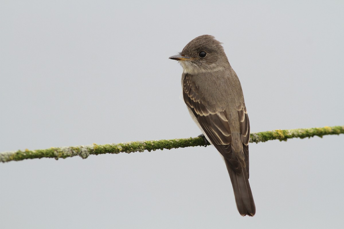 Western Wood-Pewee - Evan Lipton