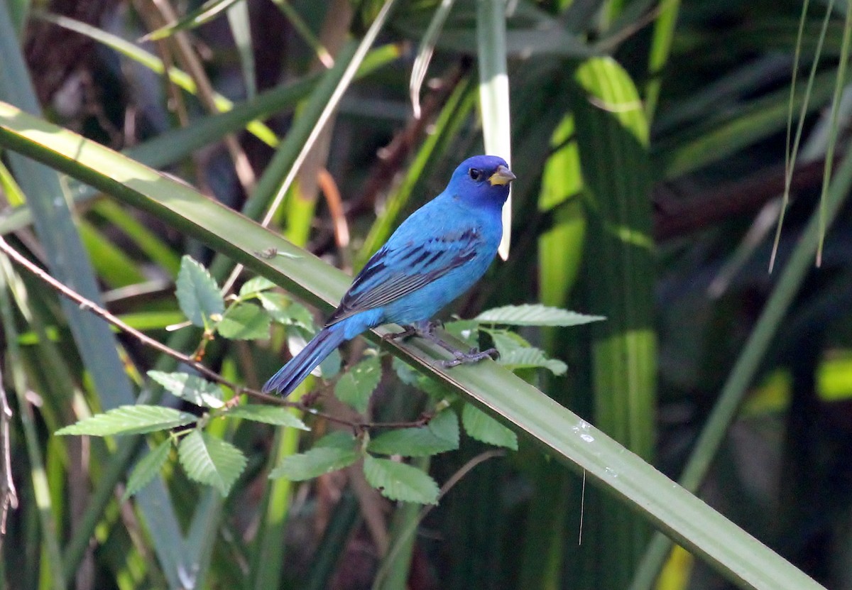 Indigo Bunting - Musa Awan