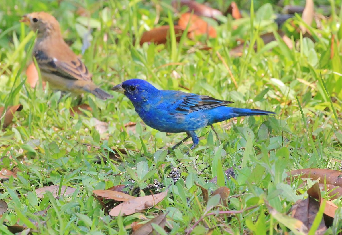 Indigo Bunting - ML26200581